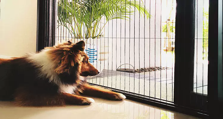 Sliding Screen Pet Door Repair in Palmetto Bay, FL