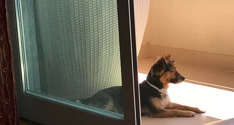French Door Pet Screen Repair in Palmetto Bay, FL